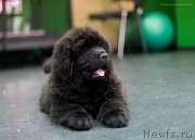 Превью фото № 209061