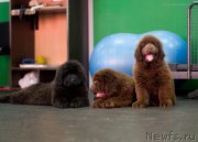 Превью фото № 209064