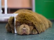 Превью фото № 209069