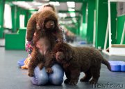 Превью фото № 209072