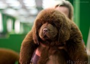 Превью фото № 209073