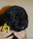 Превью фото № 20908