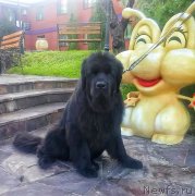 Превью фото № 209105