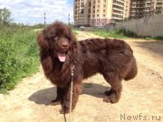 Превью фото № 209135