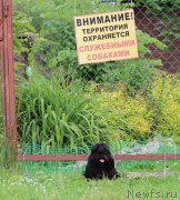 Превью фото № 209145
