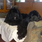 Превью фото № 209160