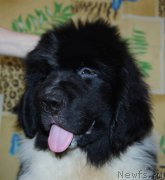 Превью фото № 209209