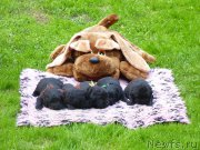 Превью фото № 209216