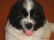 Превью фото № 209238