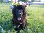 Превью фото № 209299