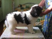 Превью фото № 209327