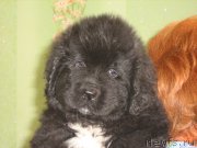 Превью фото № 209330