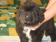 Превью фото № 209333