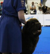 Превью фото № 209349