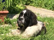 Превью фото № 209365