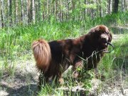 Превью фото № 209404