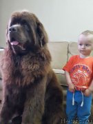 Превью фото № 209434