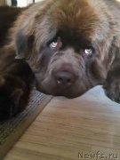 Превью фото № 209435