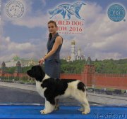 Превью фото № 209436