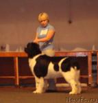 Превью фото № 20949