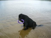 Превью фото № 209506