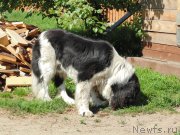 Превью фото № 209533