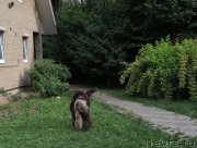 Превью фото № 209539