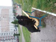 Превью фото № 209556