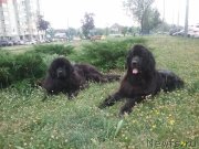 Превью фото № 209557