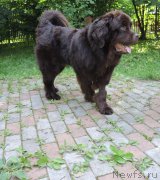 Превью фото № 209593