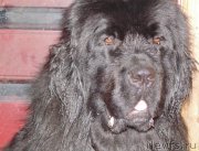 Превью фото № 209613