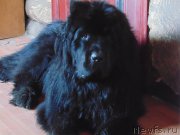 Превью фото № 209615