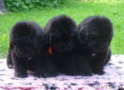 Превью фото № 209640