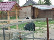 Превью фото № 209645