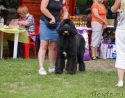 Превью фото № 209694