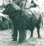 Превью фото № 2097