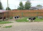 Превью фото № 209716