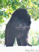 Превью фото № 209758