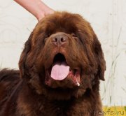 Превью фото № 209770