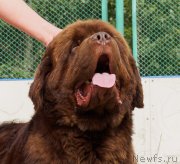 Превью фото № 209771