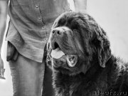 Превью фото № 209773