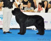 Превью фото № 209777