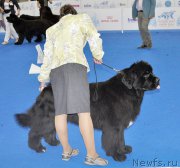 Превью фото № 209782