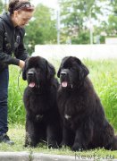 Превью фото № 209802