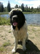 Превью фото № 209806