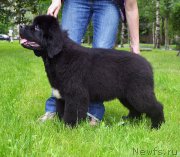 Превью фото № 209807