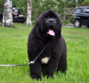 Превью фото № 209809