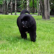 Превью фото № 209810