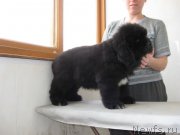 Превью фото № 209833