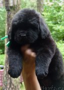 Превью фото № 209930